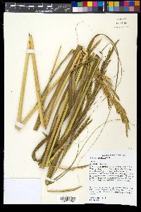 Spartina pectinata image