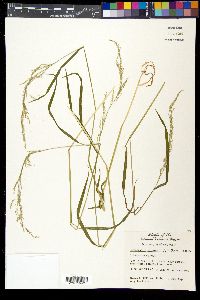 Sphenopholis intermedia image