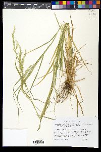 Sphenopholis intermedia image