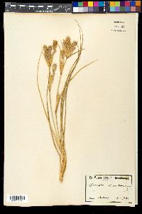 Spinifex hirsutus image