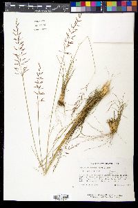 Sporobolus junceus image