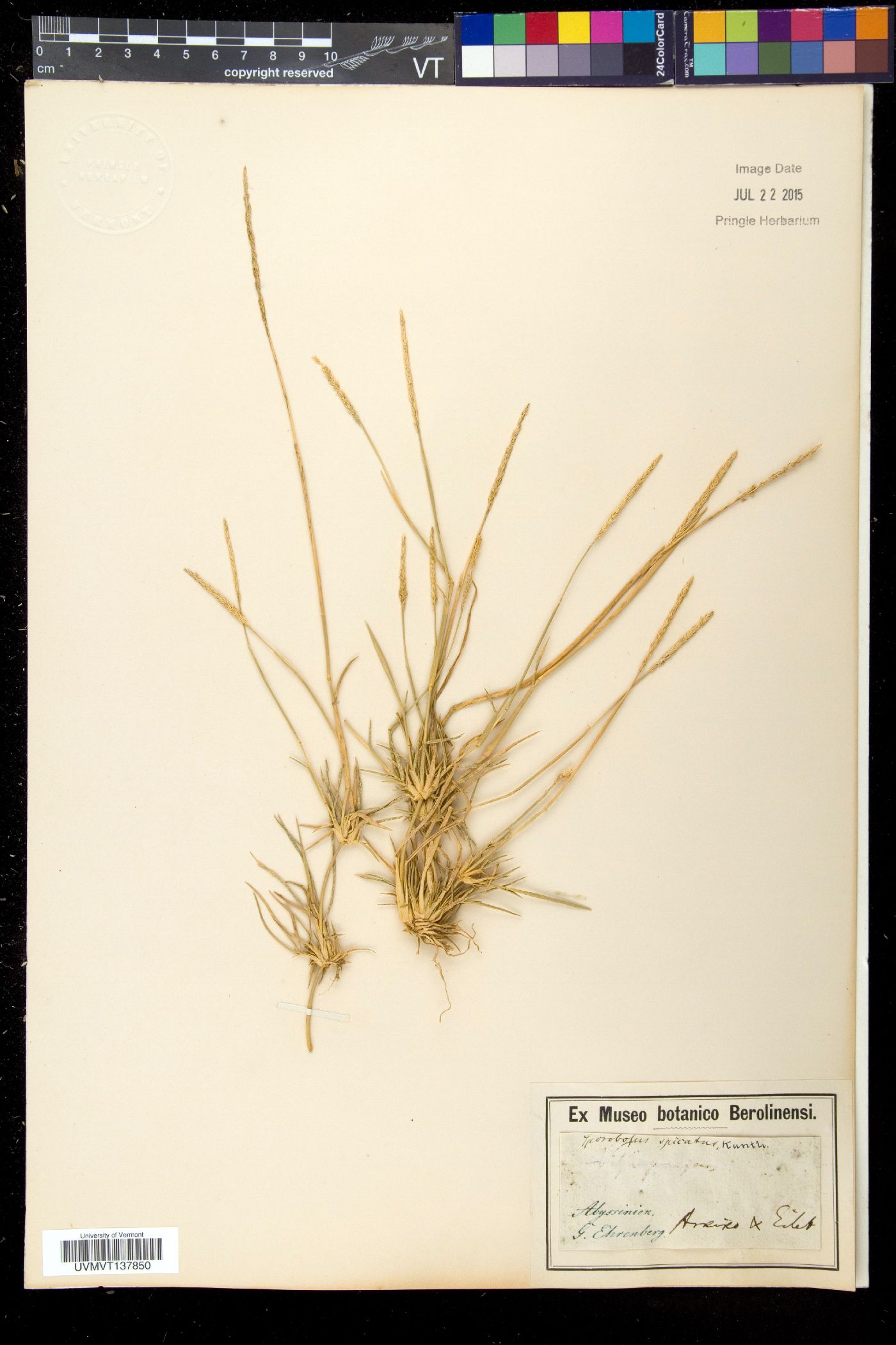 Sporobolus spicatus image
