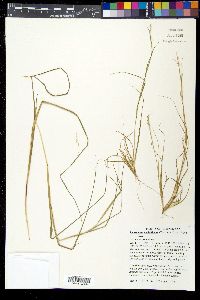 Sporobolus vaginiflorus image