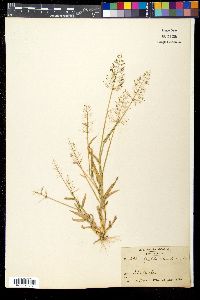 Sporobolus coromandelianus image