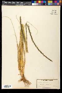 Sporobolus indicus image