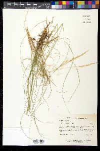 Stipa avenacea image