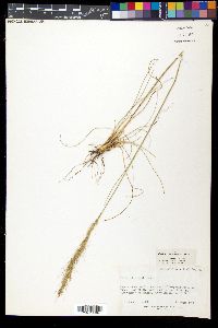 Achnatherum lettermanii image