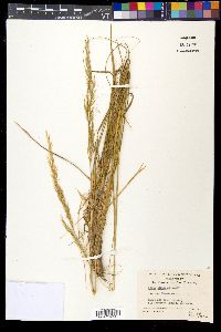 Achnatherum scribneri image