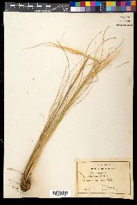 Stipa capillata image