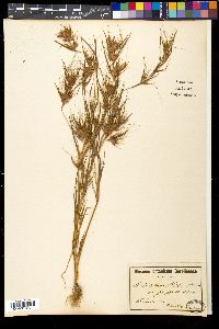 Media resource of Themeda helferi