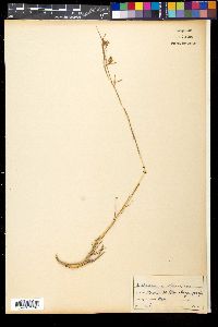 Media resource of Themeda anathera