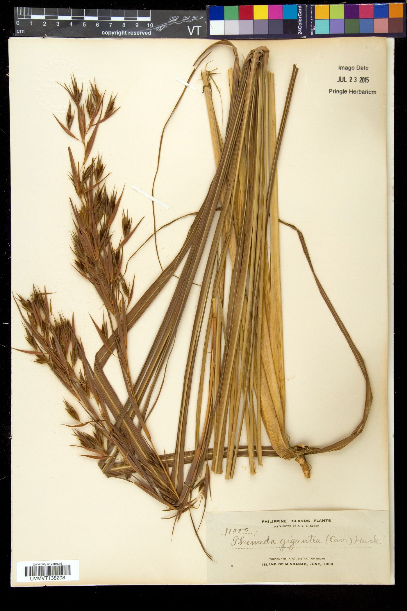 Themeda villosa image