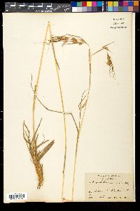 Themeda triandra image