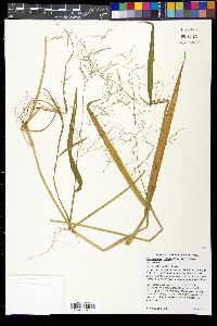 Torreyochloa pallida var. pallida image