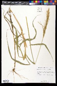 Digitaria insularis image