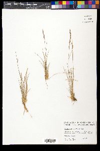 Tridens muticus image