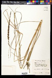 Tridens strictus image