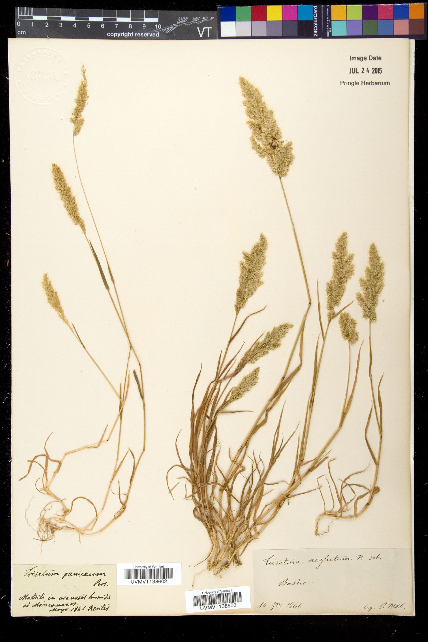 Trisetaria panicea image