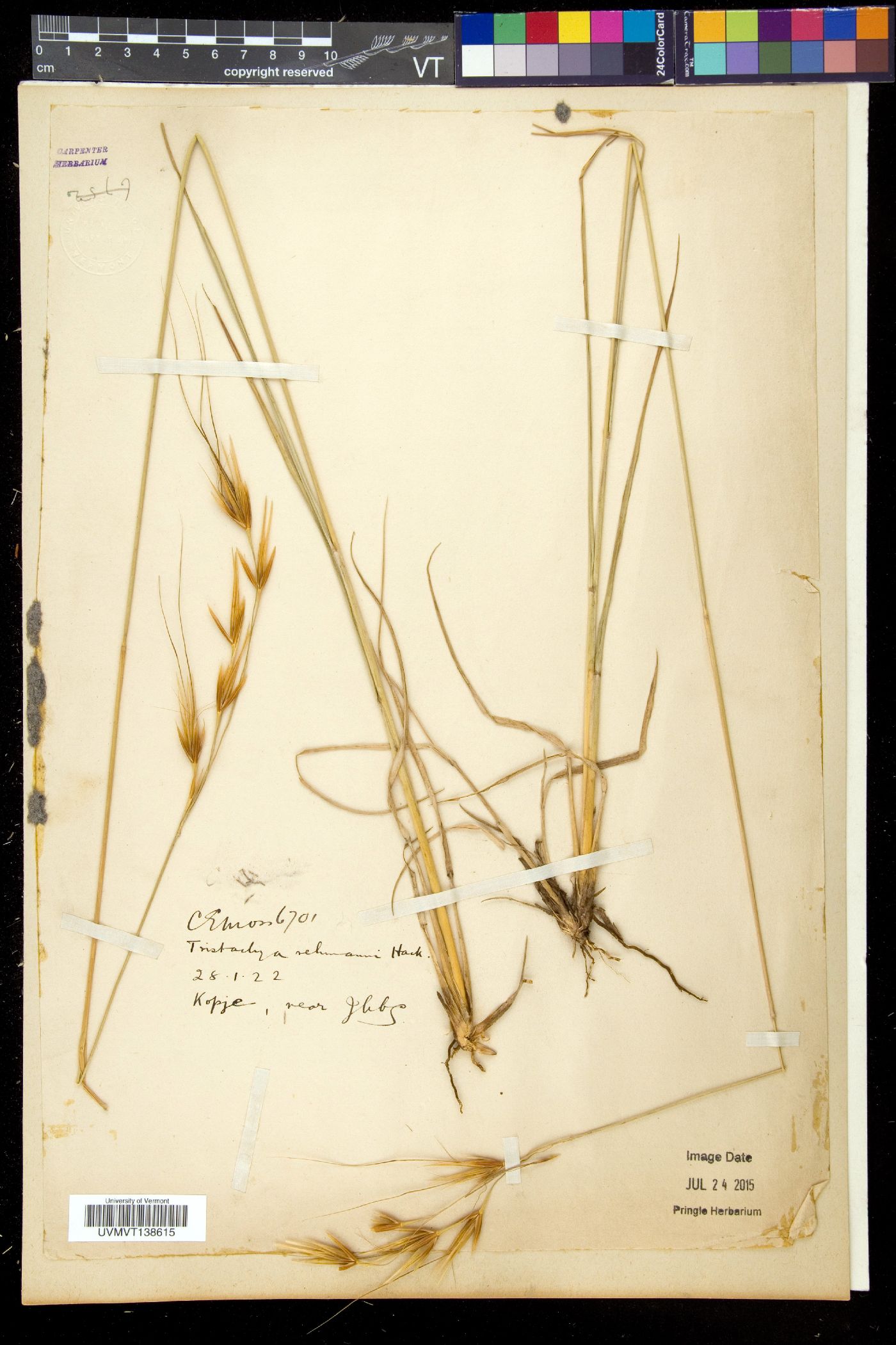 Tristachya rehmannii image