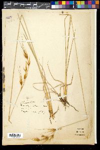 Media resource of Tristachya rehmannii