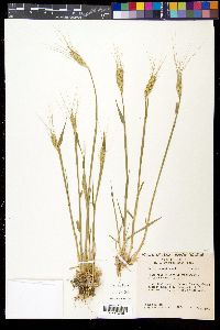 Triticum aestivum image