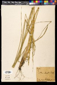 Thinopyrum elongatum image