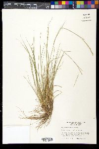 Willkommia texana image