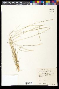 Willkommia texana image