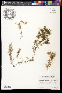 Ceratophyllum demersum image