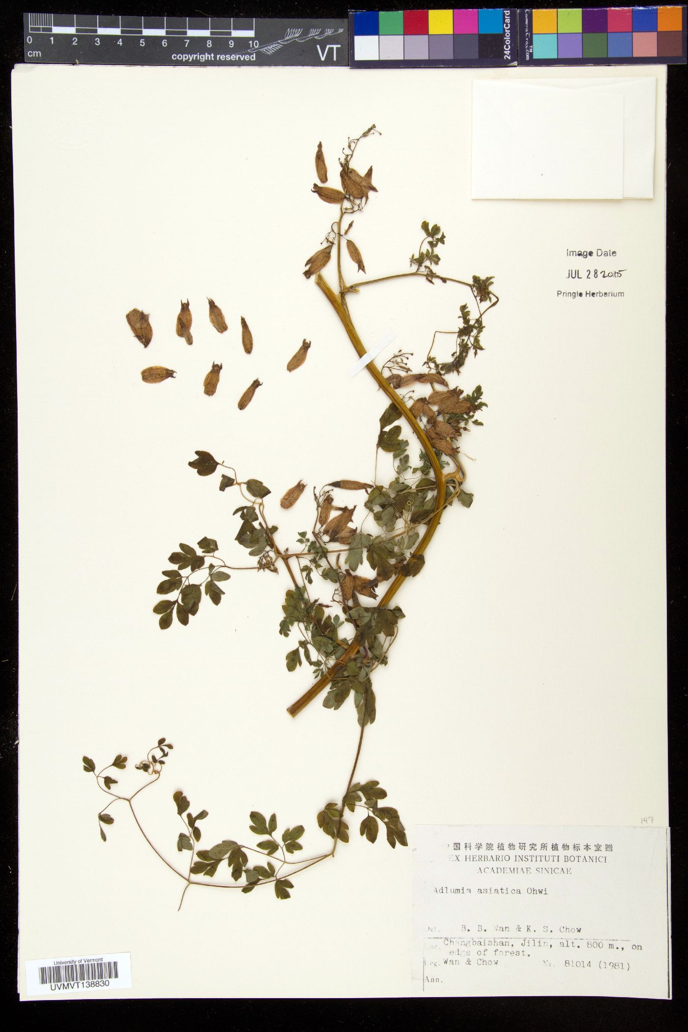 Adlumia asiatica image