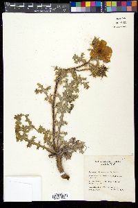 Argemone chisosensis image
