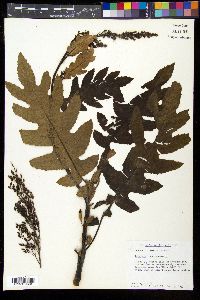 Bocconia frutescens image
