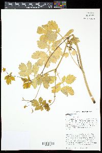 Chelidonium majus image