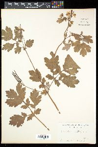 Chelidonium majus image