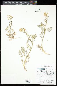 Corydalis curvisiliqua image