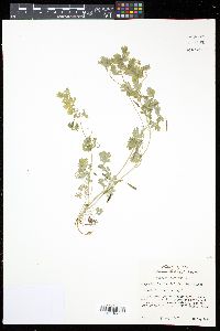 Corydalis flavula image