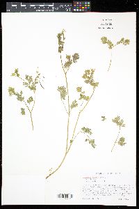 Corydalis flavula image