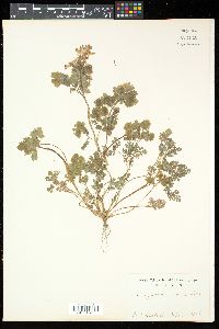Corydalis incisa image