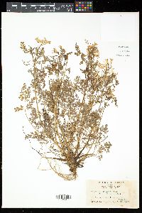 Corydalis pallida image