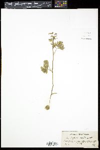 Corydalis solida image