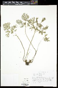 Dicentra cucullaria image