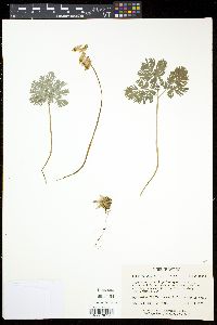 Dicentra cucullaria image