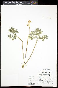 Dicentra cucullaria image