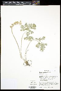 Dicentra cucullaria image