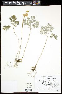Dicentra cucullaria image