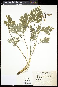 Dicentra eximia image