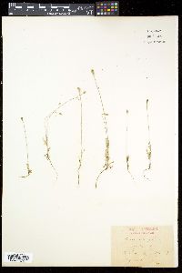 Papaver dubium image