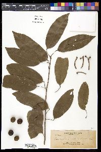 Media resource of Pycnarrhena tumefacta