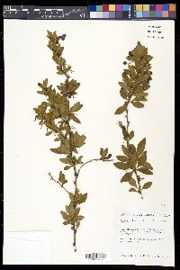 Berberis fendleri image