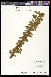 Berberis fendleri image